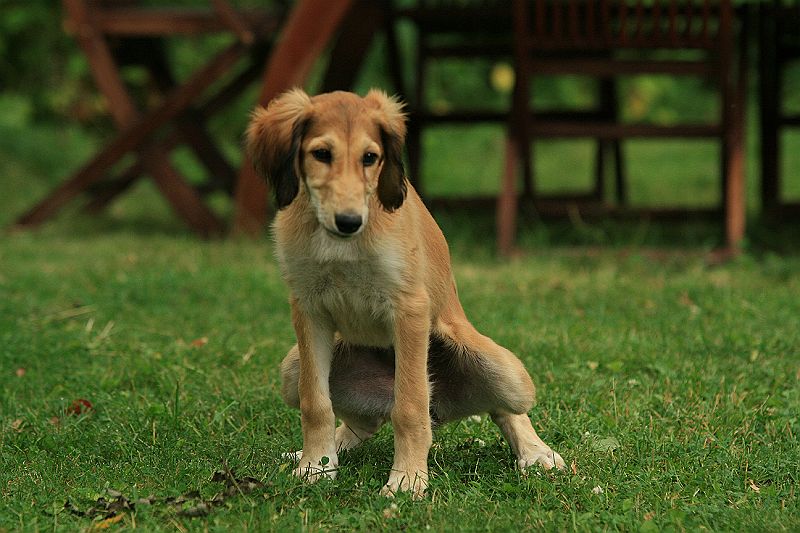 Ameenan lapset 12 vko 193.JPG - Hasina